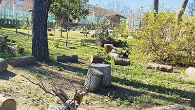 Detectives de la naturaleza, aves urbanas y mariposas: Móstoles organiza talleres gratuitos para descubrir la biodiversidad en familia