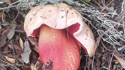 Móstoles celebra las XXXII Jornadas Micológicas con exposición, conferencia y concursos sobre el mundo de las setas