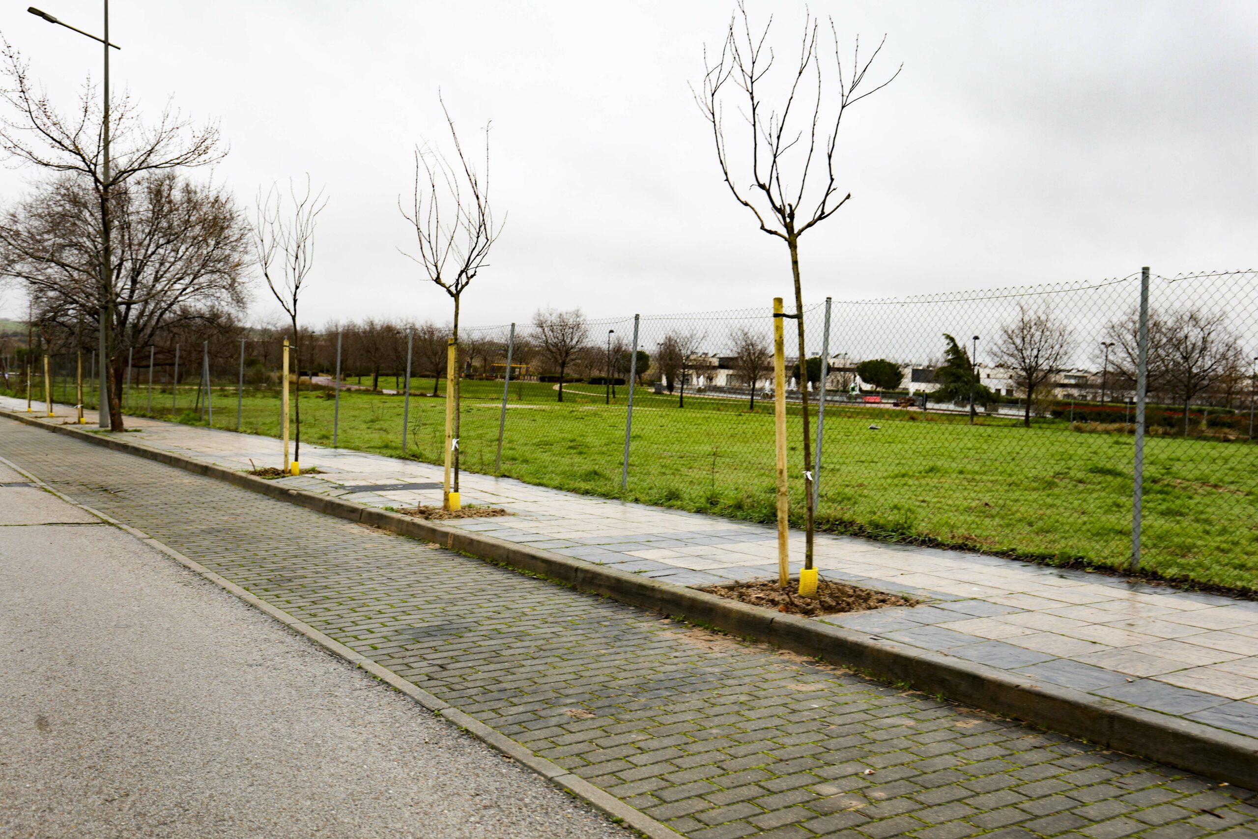 El Ayuntamiento de Móstoles plantará más de 1.000 árboles en el PAU-4